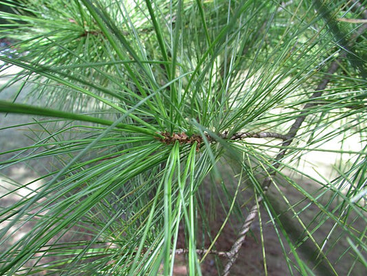 White Pine Plug Packs