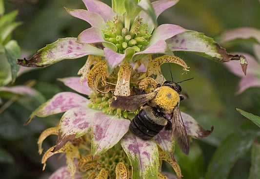 Spotted Bee Balm Quart