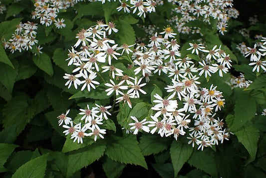 Bigleaf Aster Quart