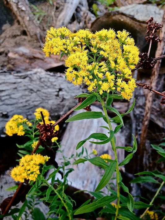 Grass Leaf Goldenrod Flat