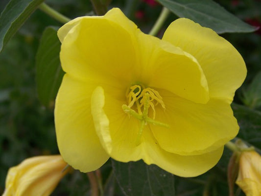 Evening Primrose Flat