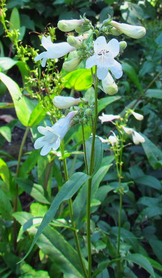 Beard Tongue Foxglove Flat