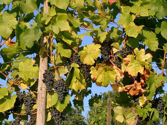 Grape 5 Plant Bundle