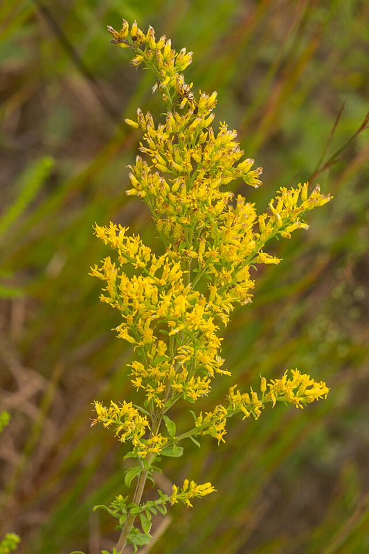 Gray Goldenrod Flat
