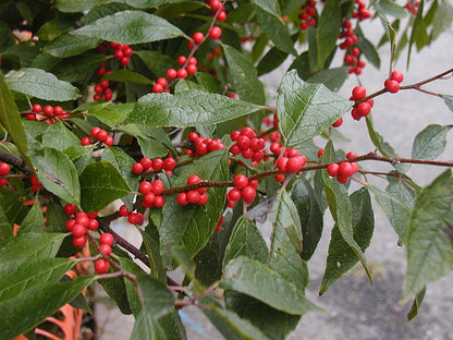 Winterberry Holly Pack of 25