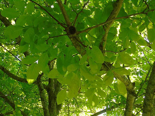 893 BR Walnut-Carpathian