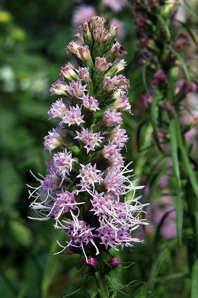 Marsh Blazing Star Quart