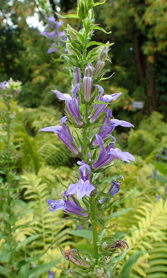 Great Blue Lobelia Flat