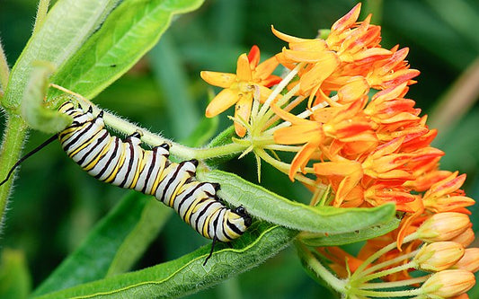 Butterfly Milkweed Quart