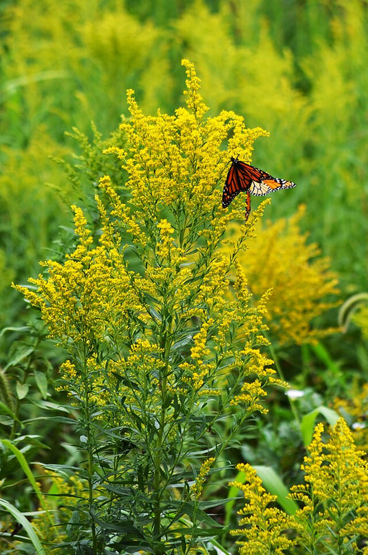 Early Goldenrod Quart