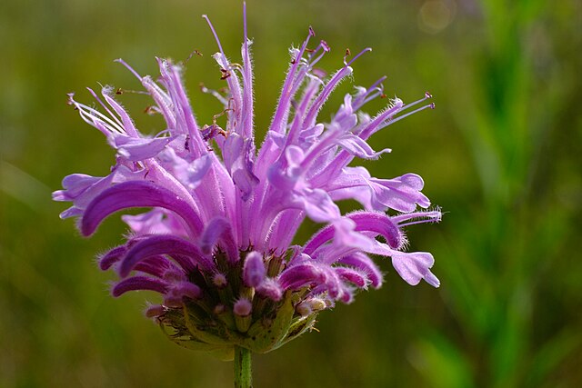 Bergamot Quart