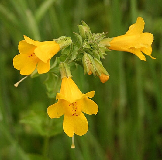 Monkey Flower Quart