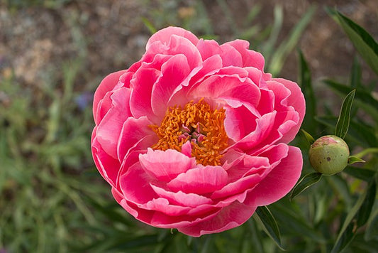 Coral Peony