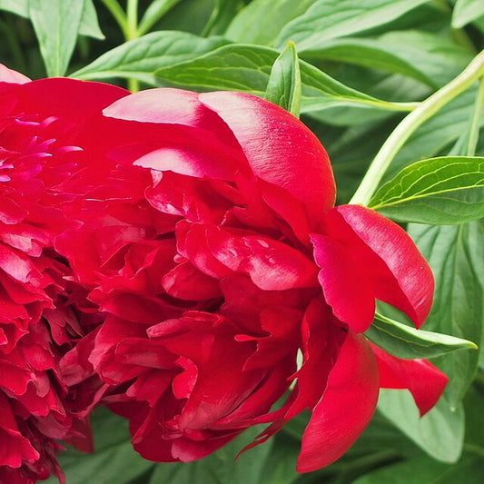 Red Peony