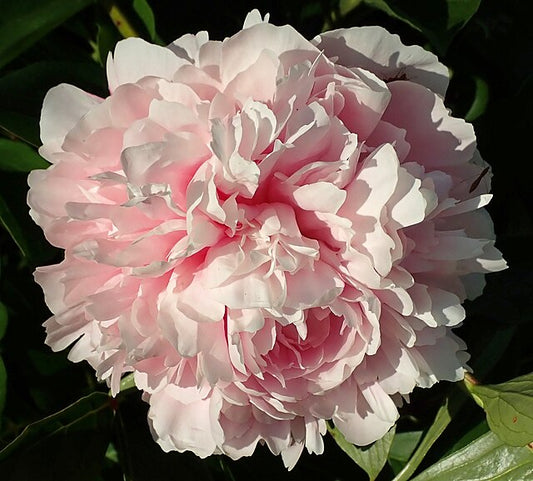 Pink Peony