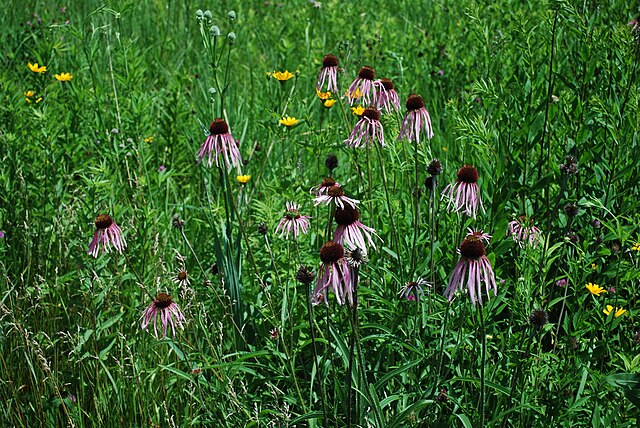 Pale Purple Coneflower Quart