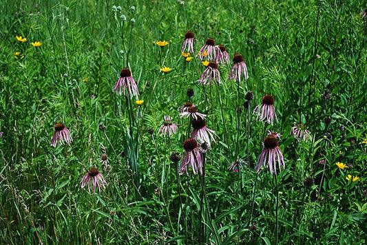 Pale Purple Coneflower Quart