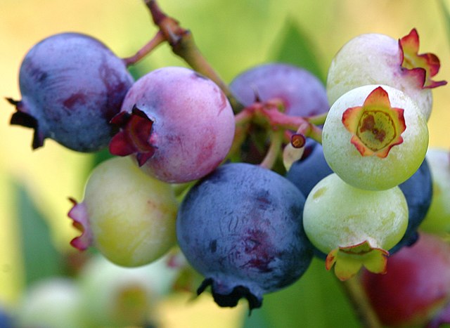 416 Draper Blueberry