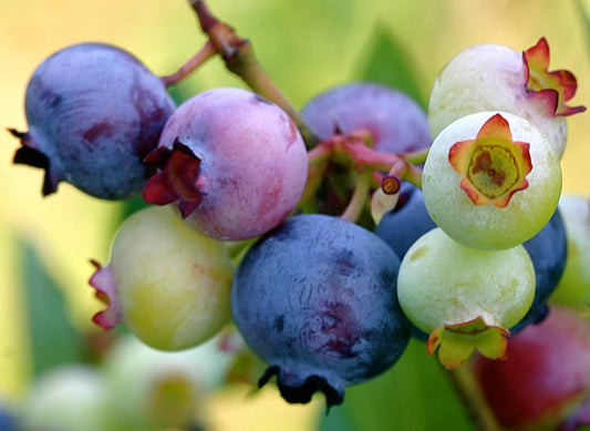 416 Draper Blueberry