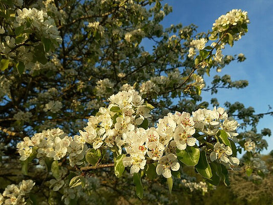 Patten Pear