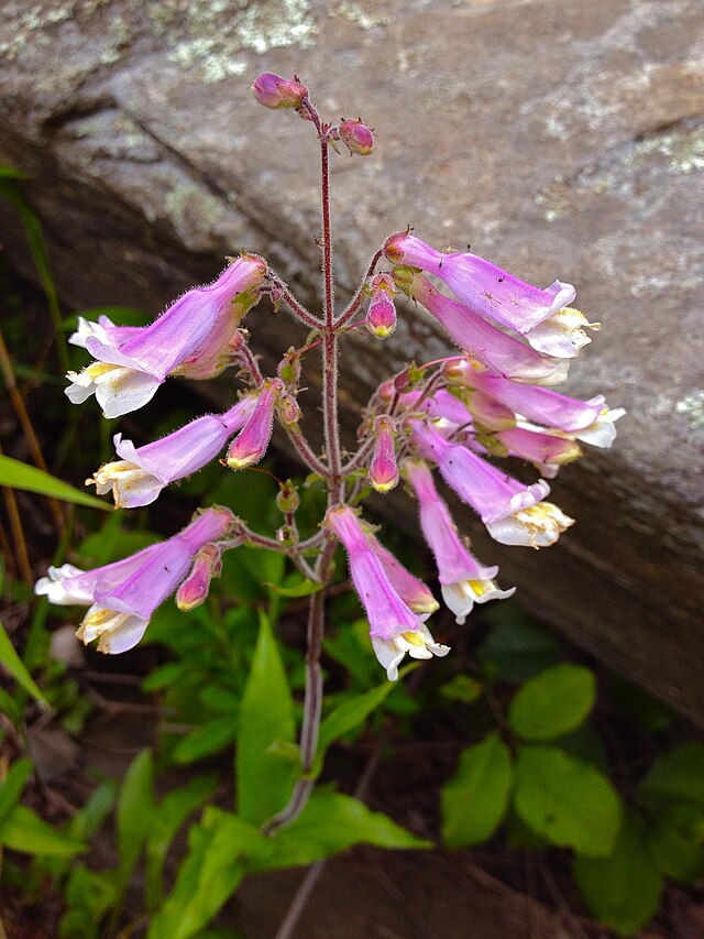 Hairy Beardtongue Flat