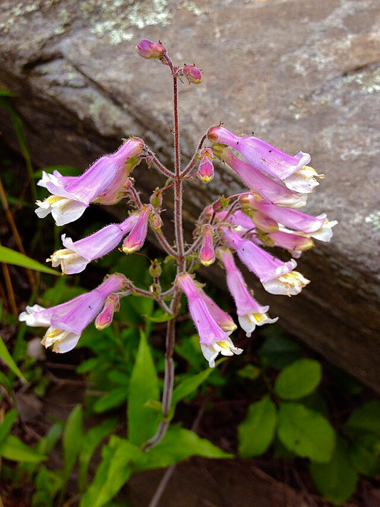 Hairy Beardtongue Quart