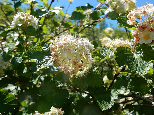 Ninebark Quart