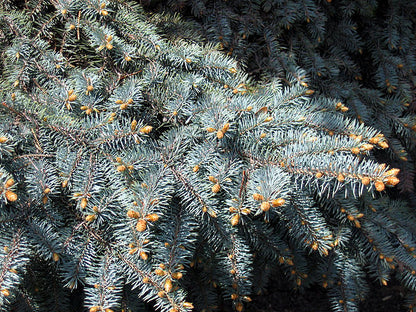 Blue Spruce Pack of 10