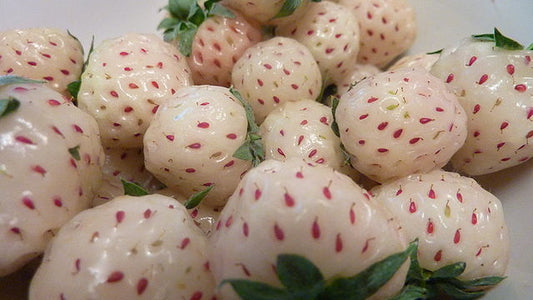 White Carolina Pineberry (25 Plants)