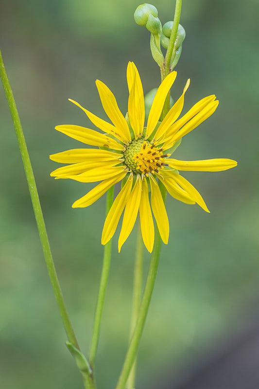 Prairie Dock Quart