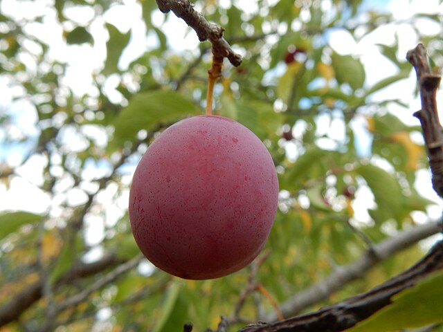 949-1 Plum-American (Packed In Units of 25 Seedlings)