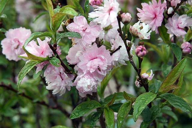 Pink Flowering Almond