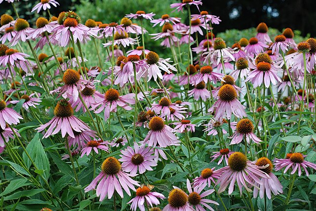 Purple Coneflower Quart