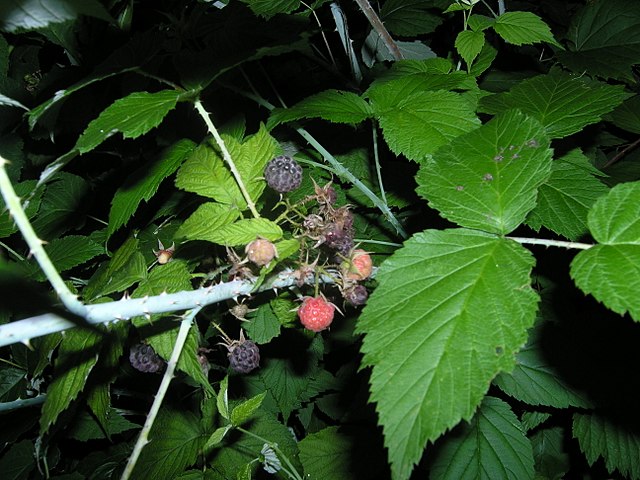 530 New Logan Black Raspberry