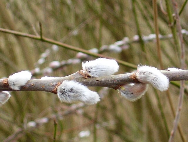 951-1 Pussy Willow (Packed In Units of 25 Seedlings)