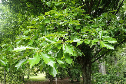 Swamp White Oak Pack of 25