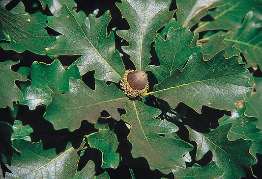851-1 BR Oak-Bur (Packed In Units of 25 Seedlings)