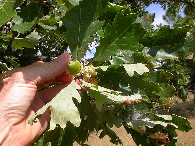 Bur Oak Pack of 25