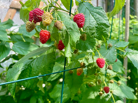 532 Nova Red Raspberry