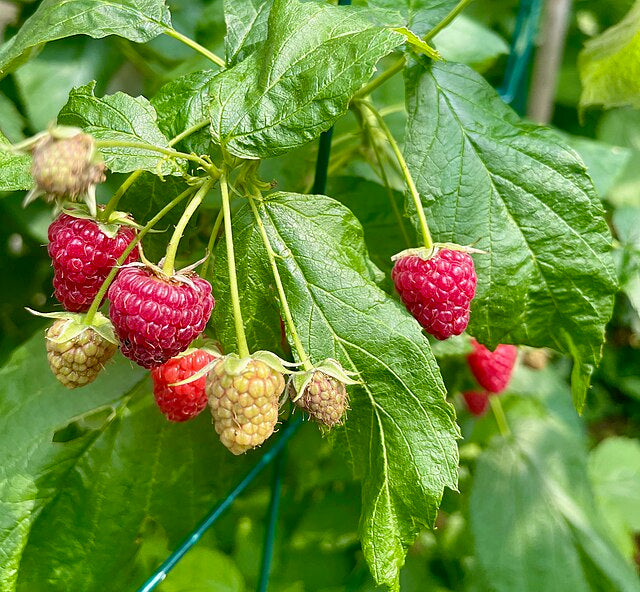 528 Mammoth Red Raspberry