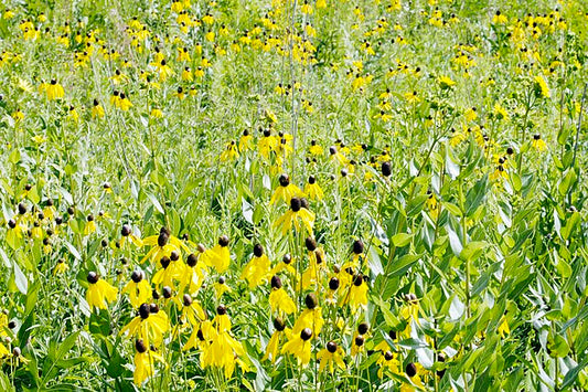 Gray Coneflower Quart