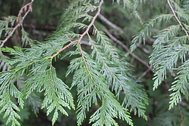 833-1 BR Cedar-Red (Packed In Units of 25 Seedlings)