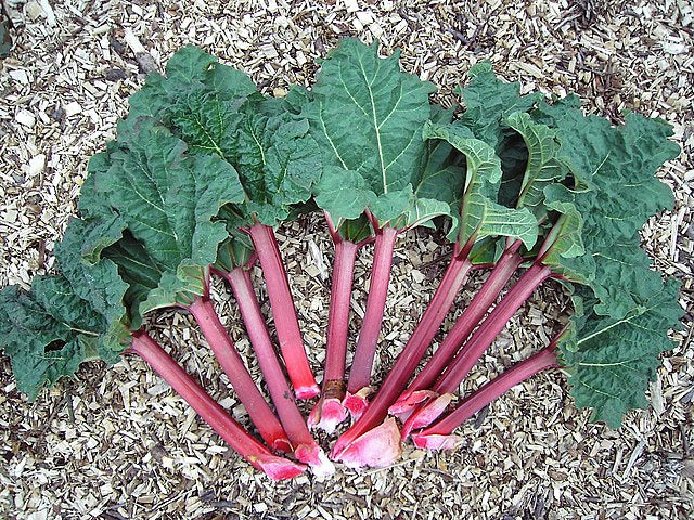 Rhubarb 5 Plant Bundle