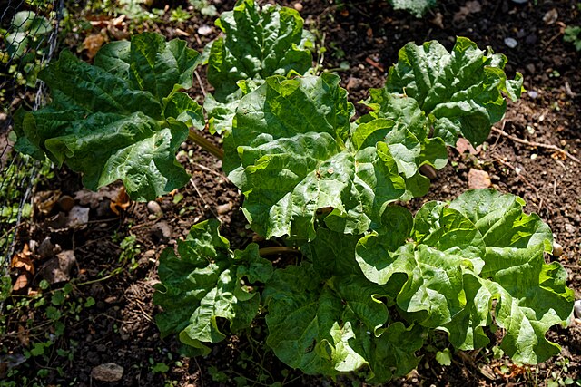 704 Victoria Rhubarb