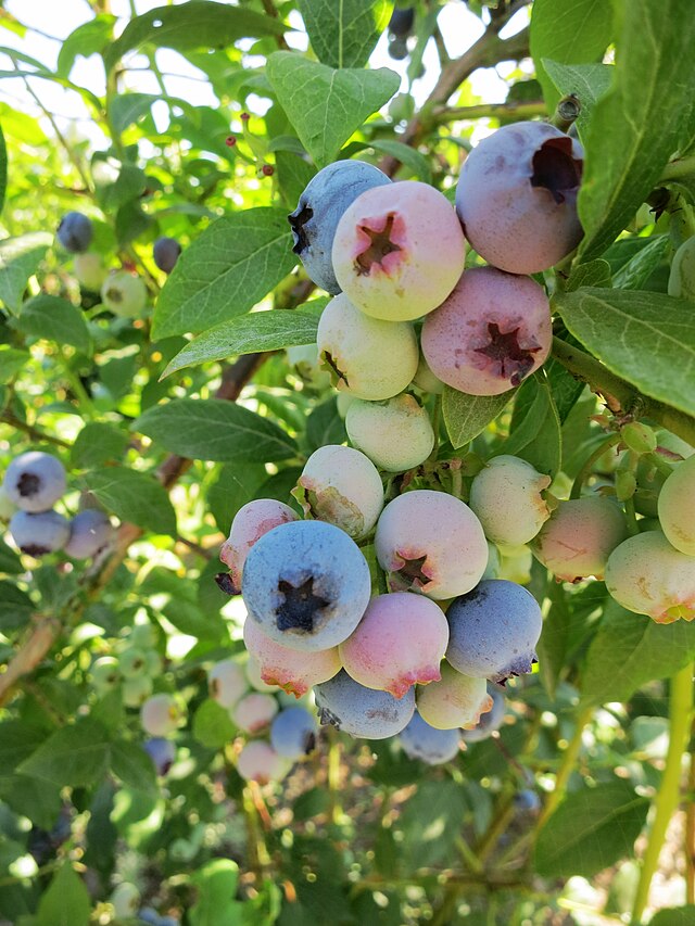 428 Northblue Blueberry