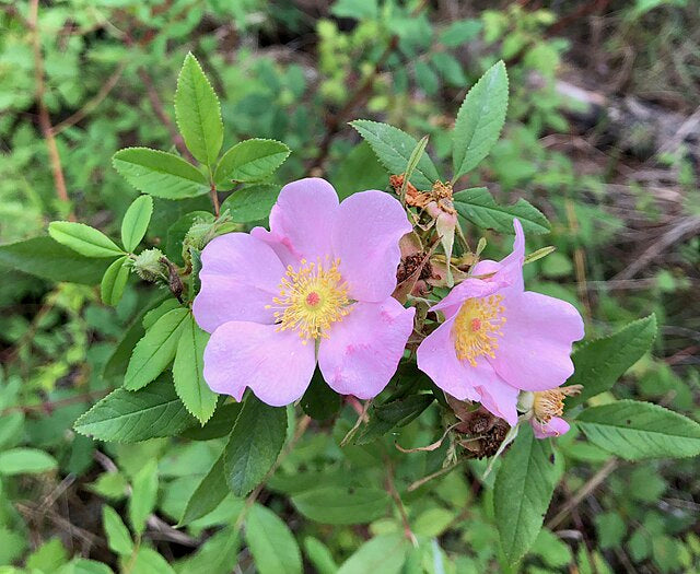 956-1 Rose-Wetland (Packed In Units of 25 Seedlings)