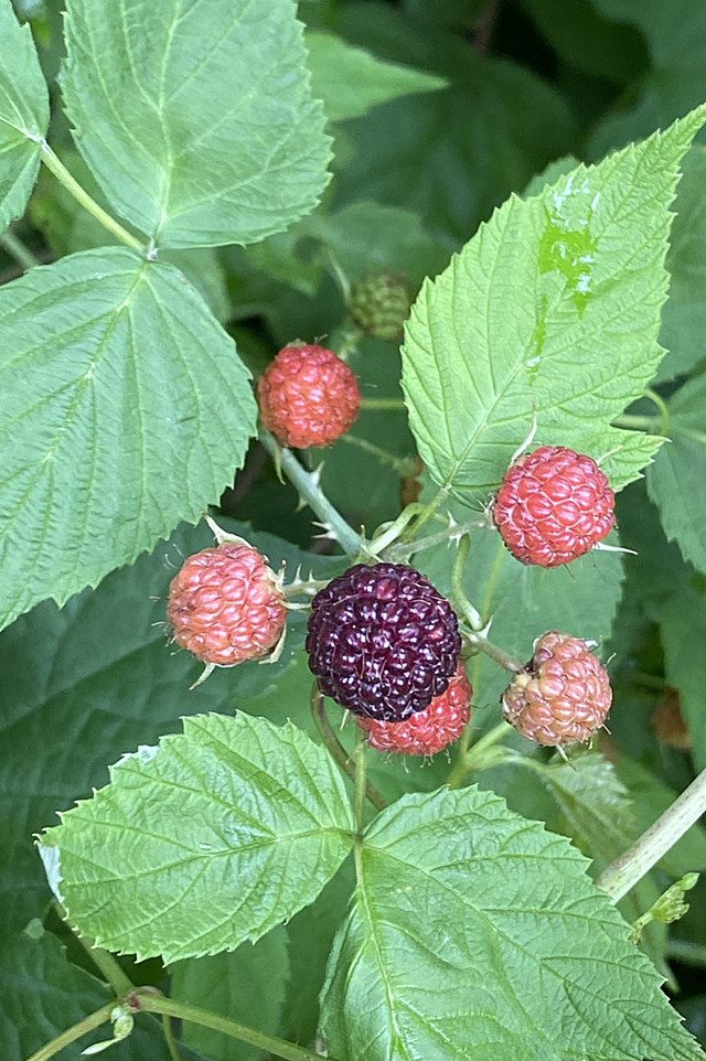 510 Brandywine Purple Raspberry