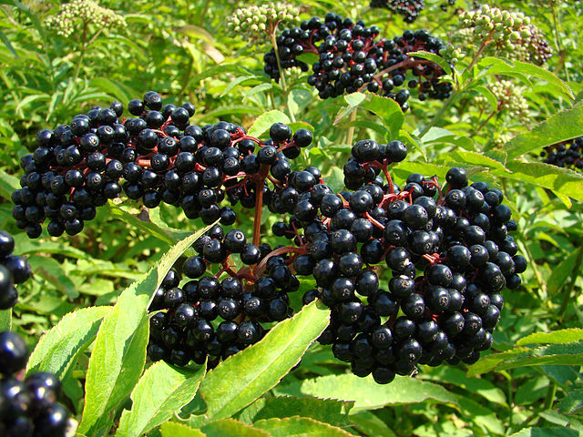 Johns Elderberry