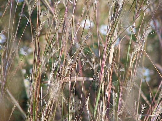 Little Bluestem Quart