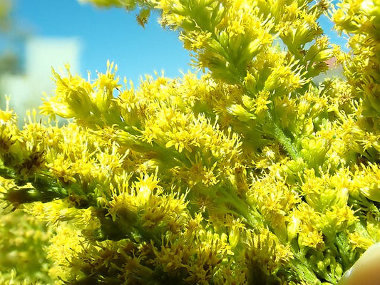 Hairy Goldenrod Quart